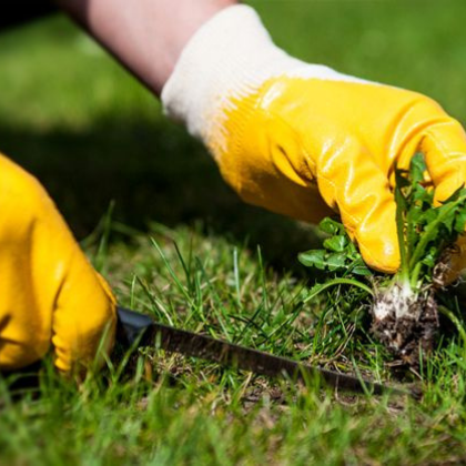 Spring Growing Tips to Help Your Lawn Bounce Back After the Winter