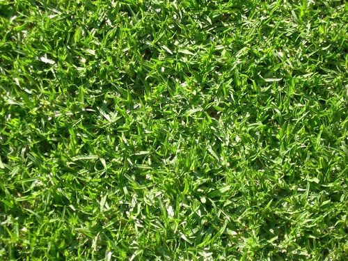A Quick History on Kikuyu Grass